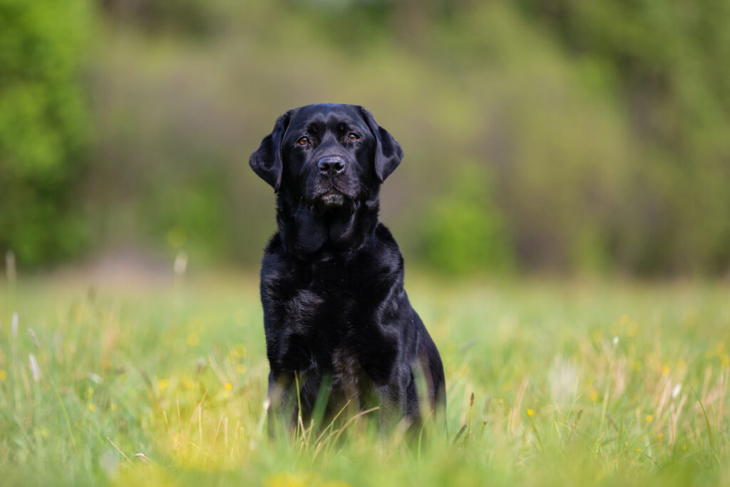 black labrador retriever sitting in the middle of a grassy field