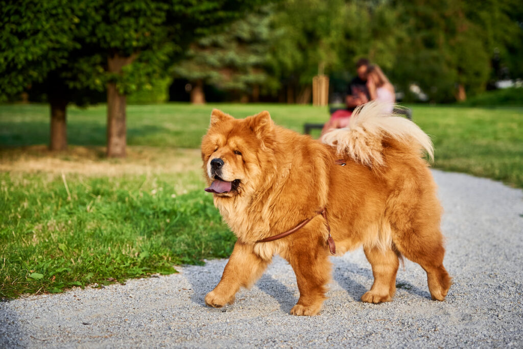 brown chow chow dog walking in the park on a sunny weather
