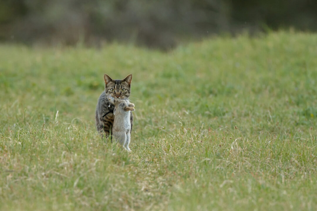 Cat Catching Rabbit Do Cats Attack Rabbits? - A Few Good Pets