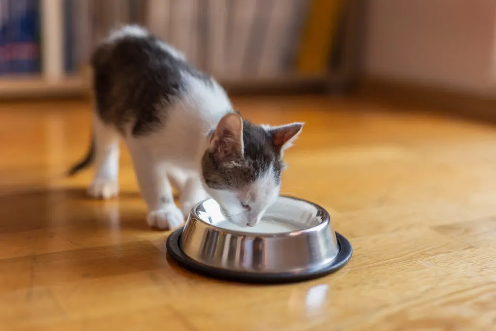 cat drinking milk from a cat bowl inside a house