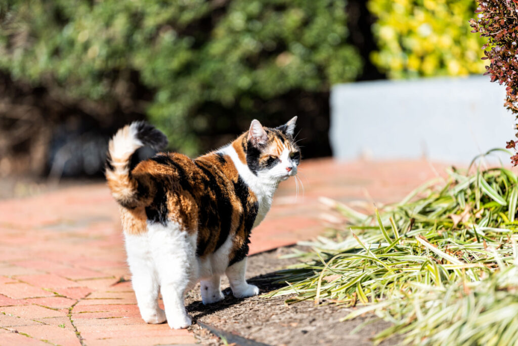 cat standing outside showing hind leg