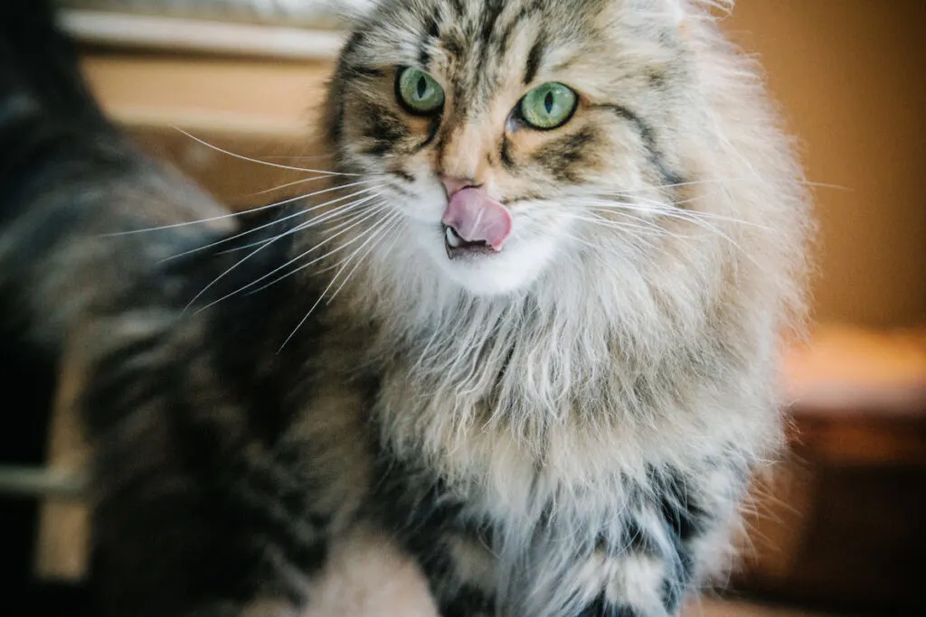 cat sticking out its tongue and licking its nose