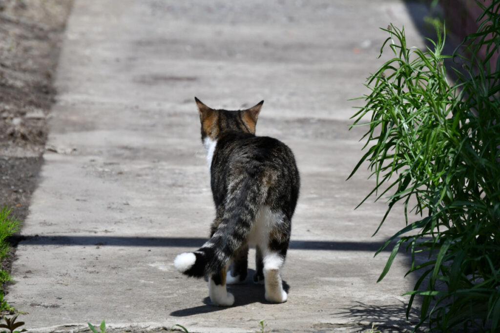 cat walking away on a cemented pathway back view