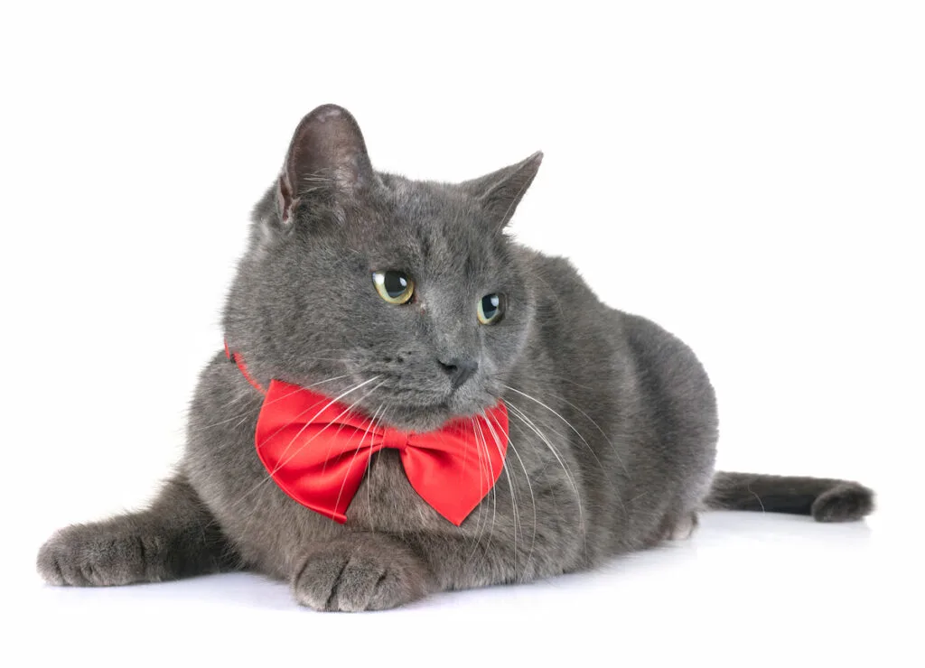 Chartreux cat wearing a red bow tie