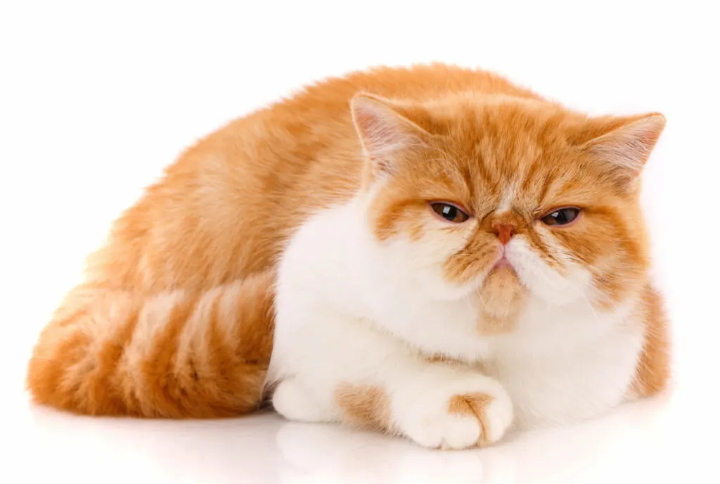 curled exotic shorthair cat with white background