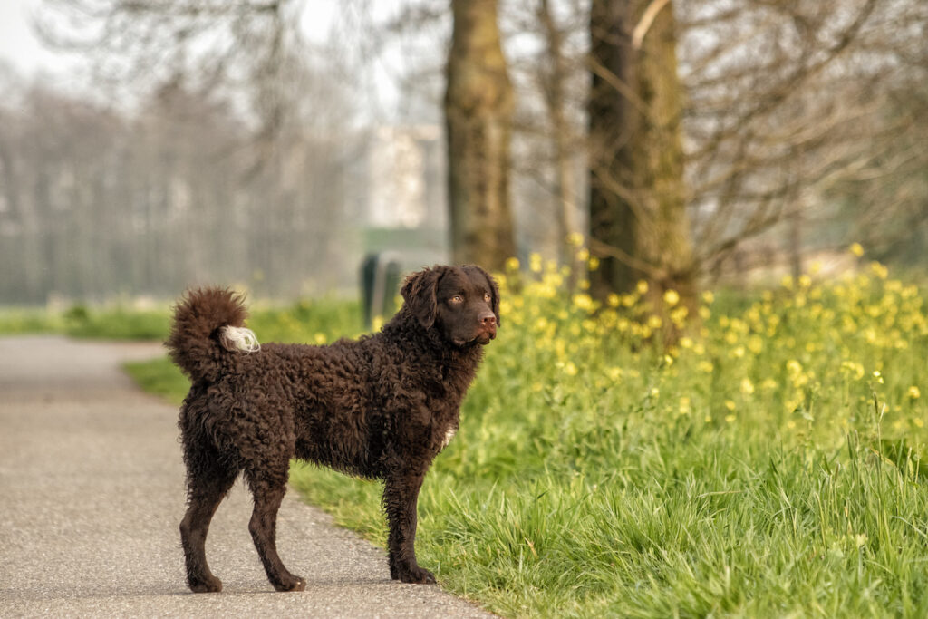 curly coated retriever standing on the street near the park