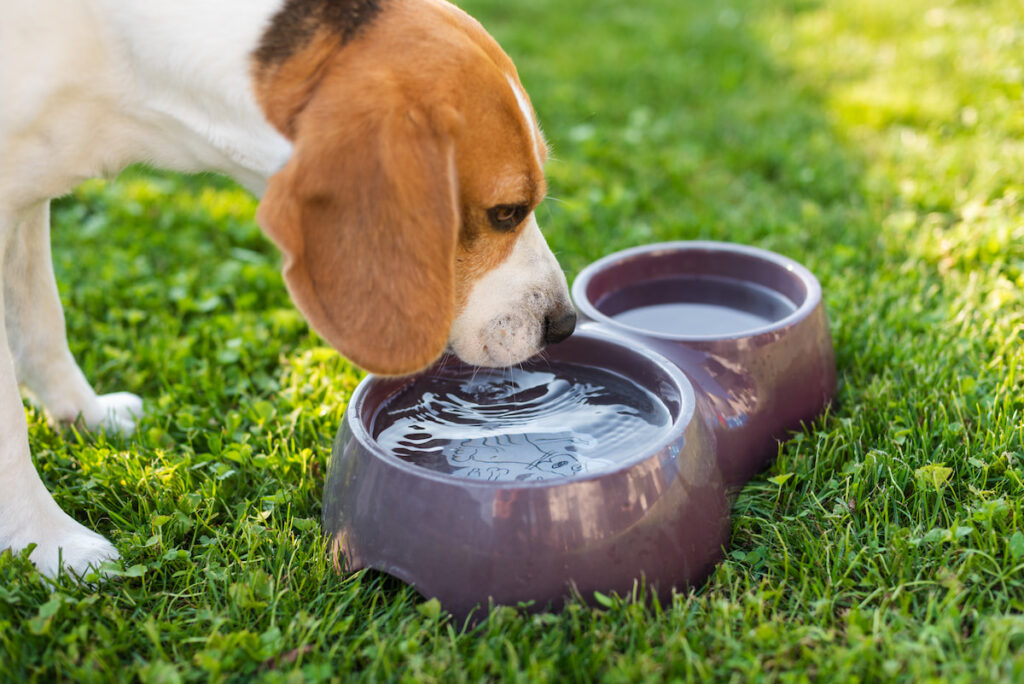 cute beagle dog drinking on a water bowl on a green grass