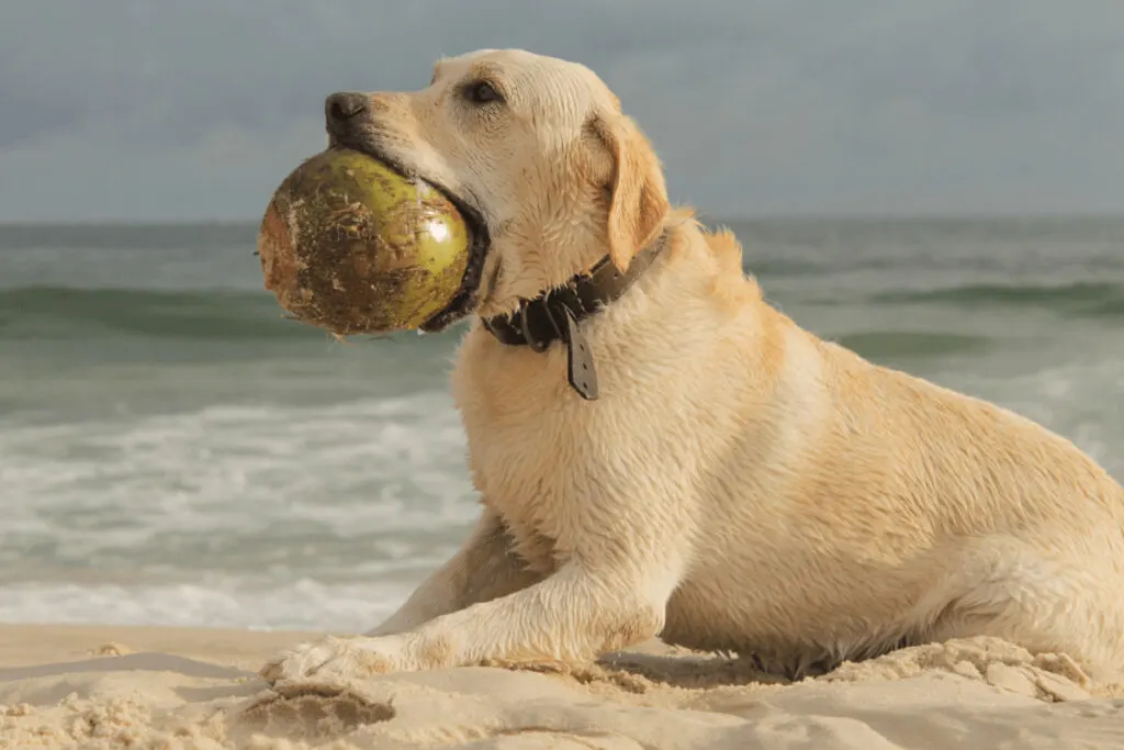 cute dog near the seat waters biting a coconut fruit