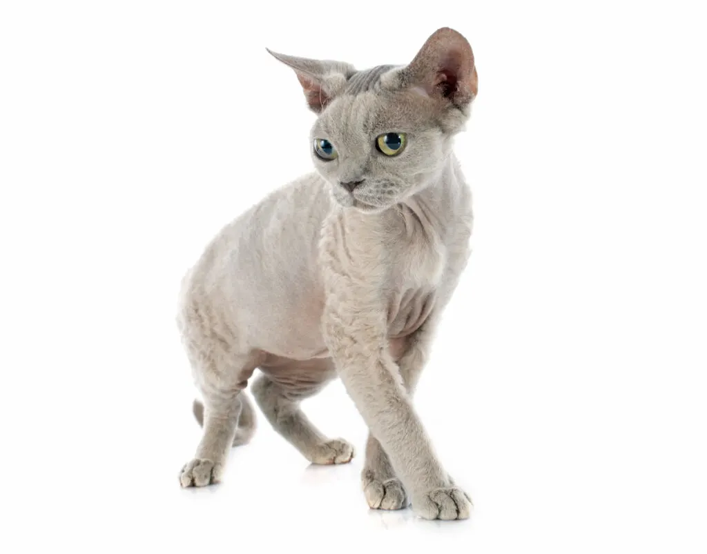 Devon rex shyly poses in a white background