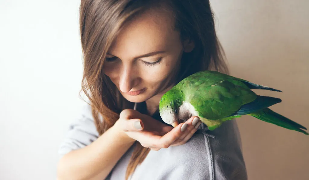 feeding a parrot with treats