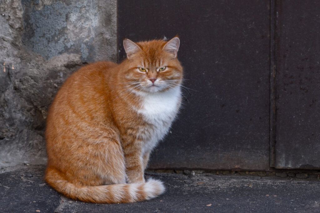 fierce looking Cymric cat sitting on a cemented platform