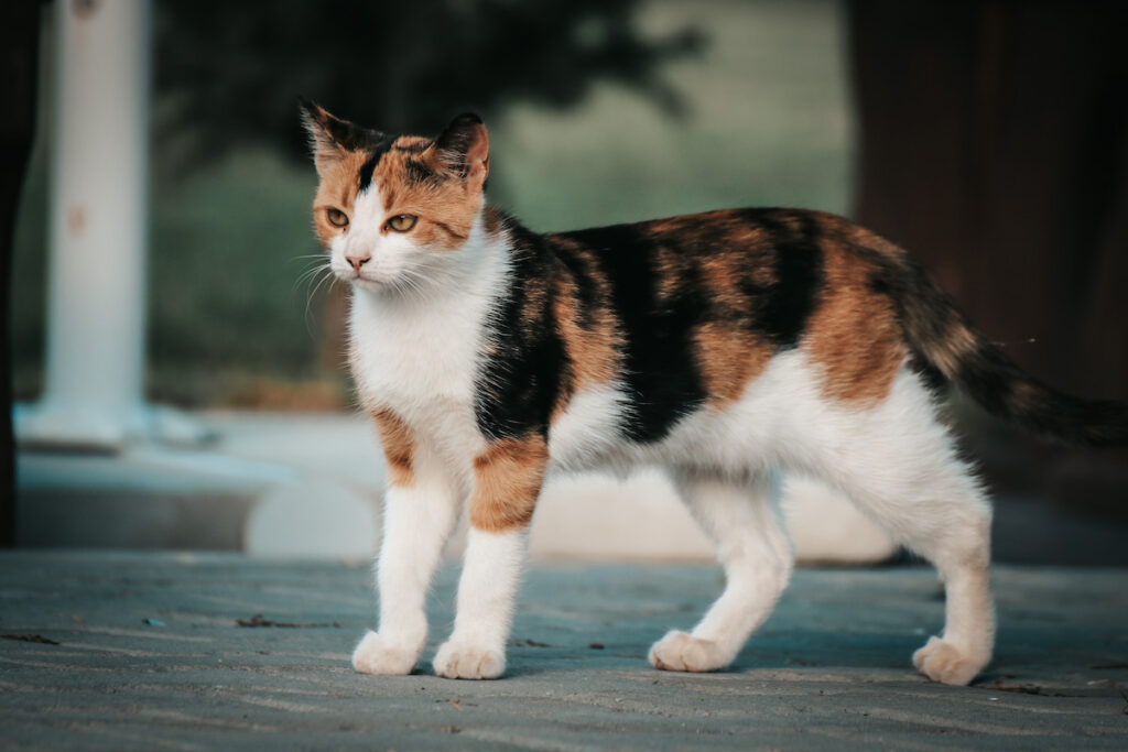 fierce looking cat standing outside