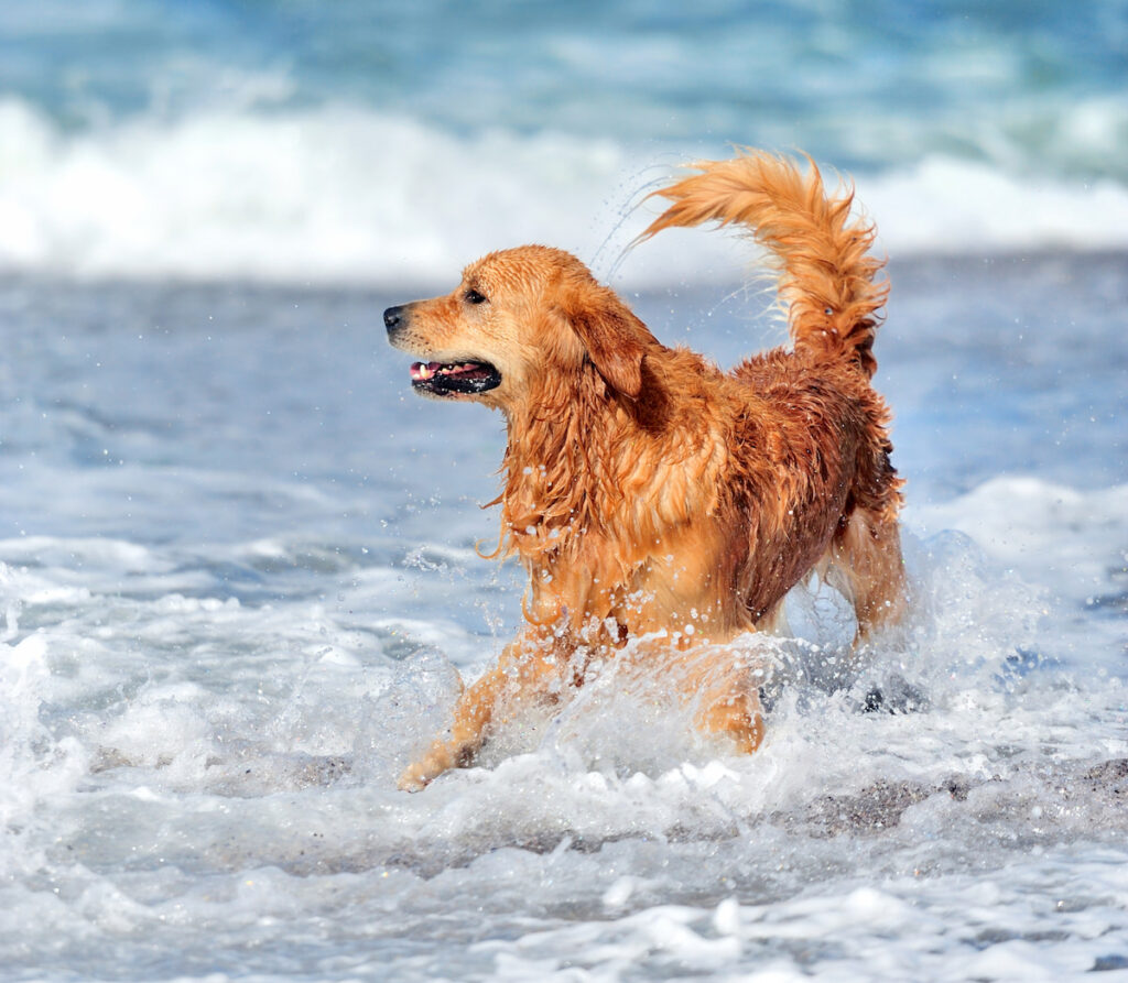golden retriever dog happily playing at the sea 