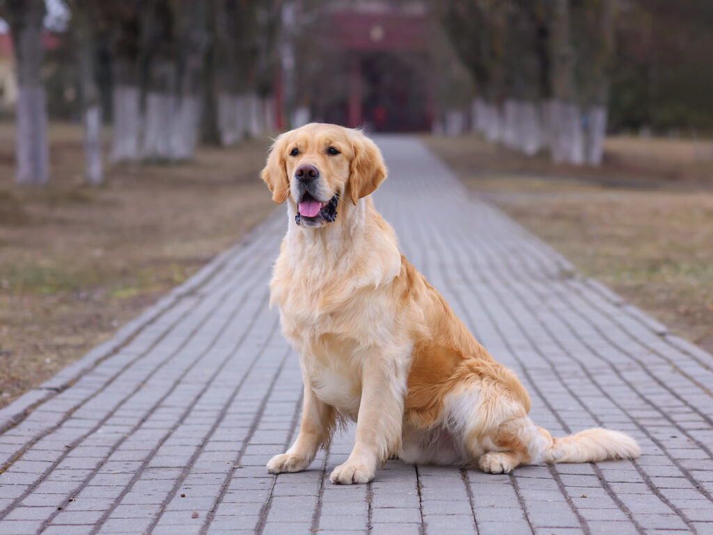 golden retriever dog sitting on a pathway in the park