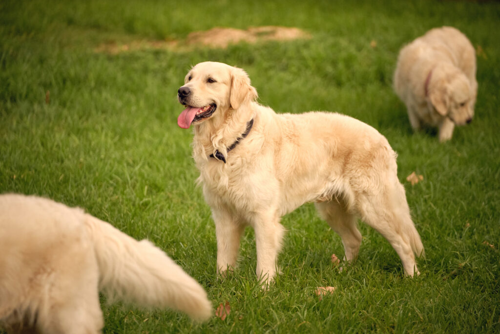 golden retriever dogs in a greenfield