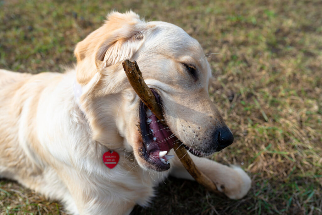 golden retriever laying on the grass biting a wooden stick