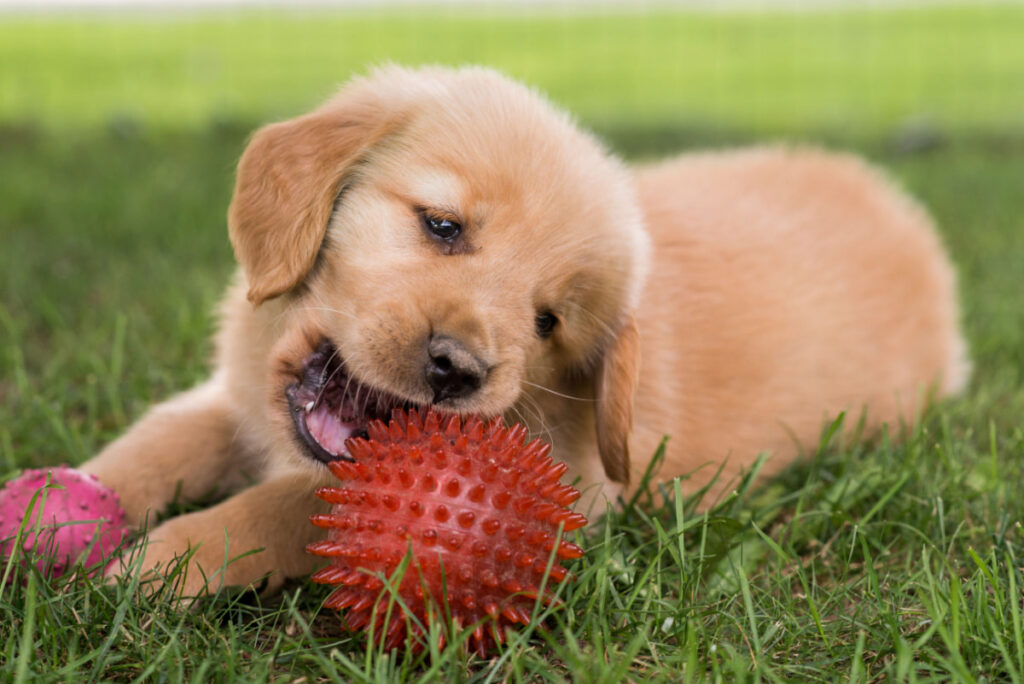 golden retriever puppy biting a red spiky ball