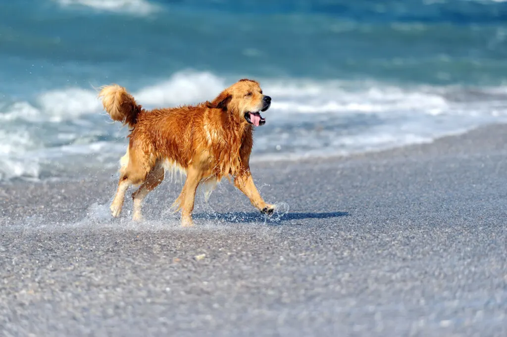 golden retriever walking away from the beach after swimming