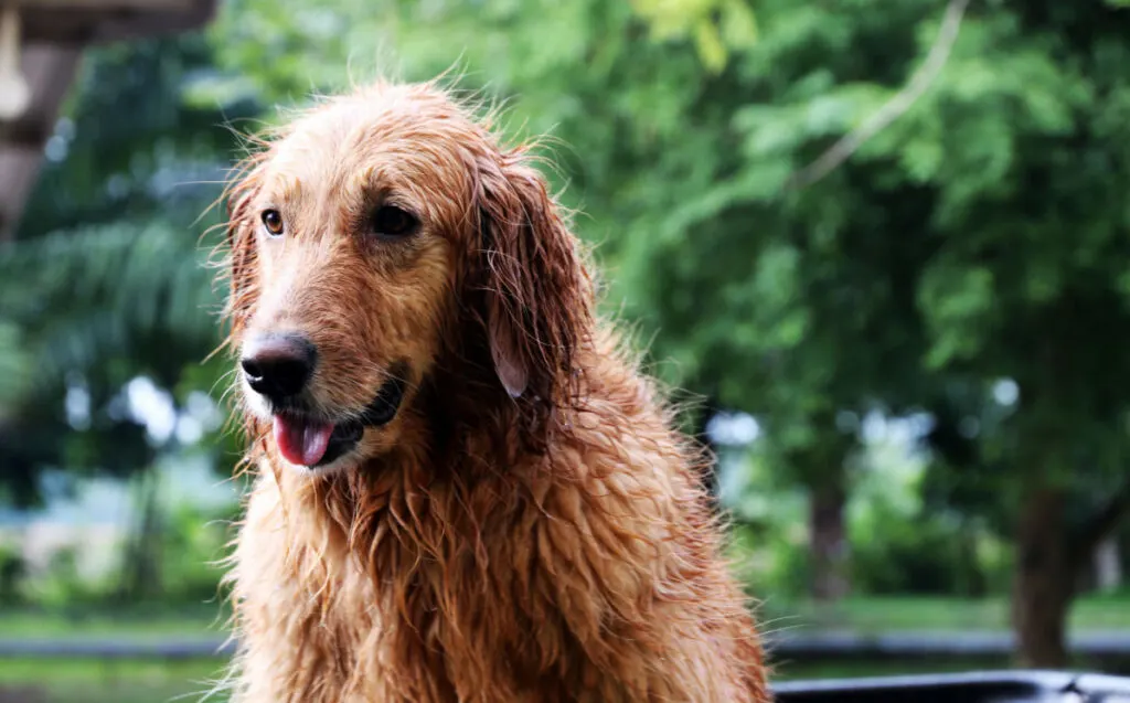 golden retriever wet from rain outside