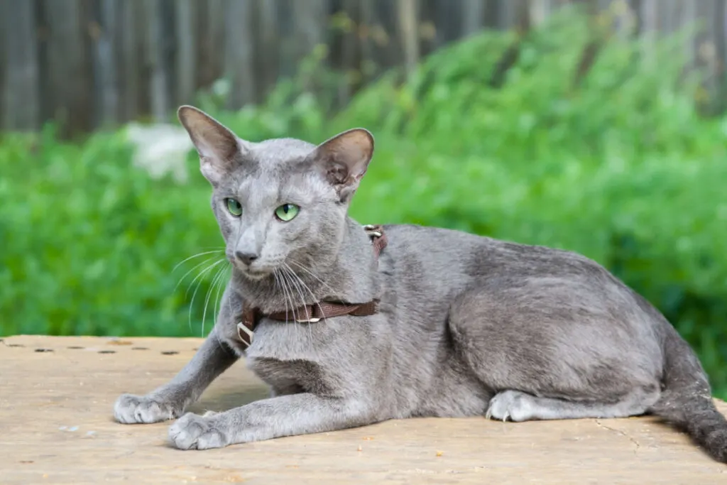 gray oriental cat with leash on top of a wooden table in a backyard