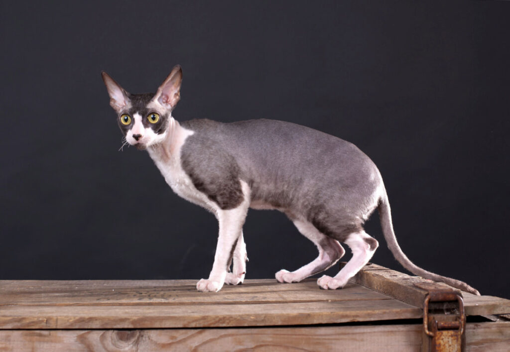 grey Cornish Rex standing on a wooden crate