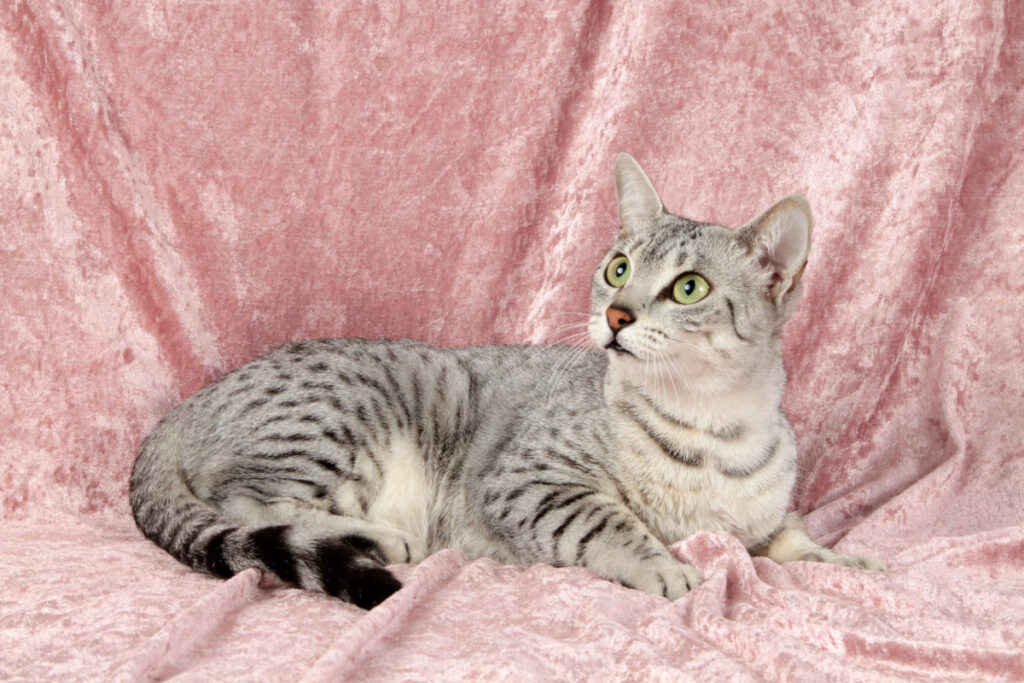 grey Egyptian Mau laying down on a pink clothing