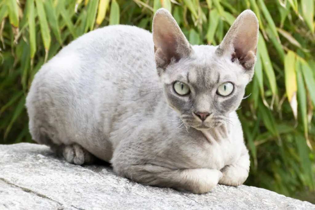 grey devon rex cat sitting on a rock