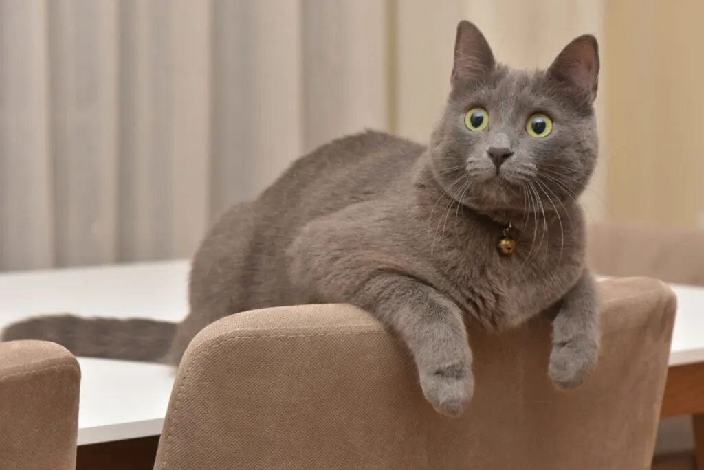 grey korat cat laying on top of the dining table