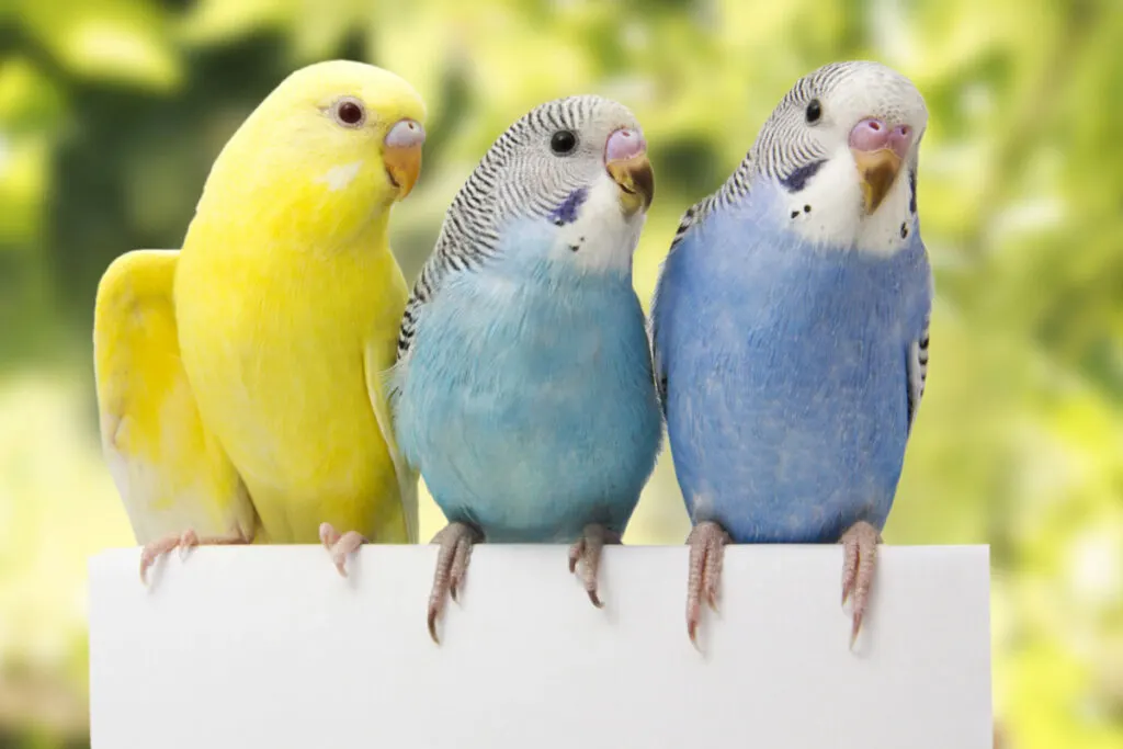 group of colorful parakeet on a white platform