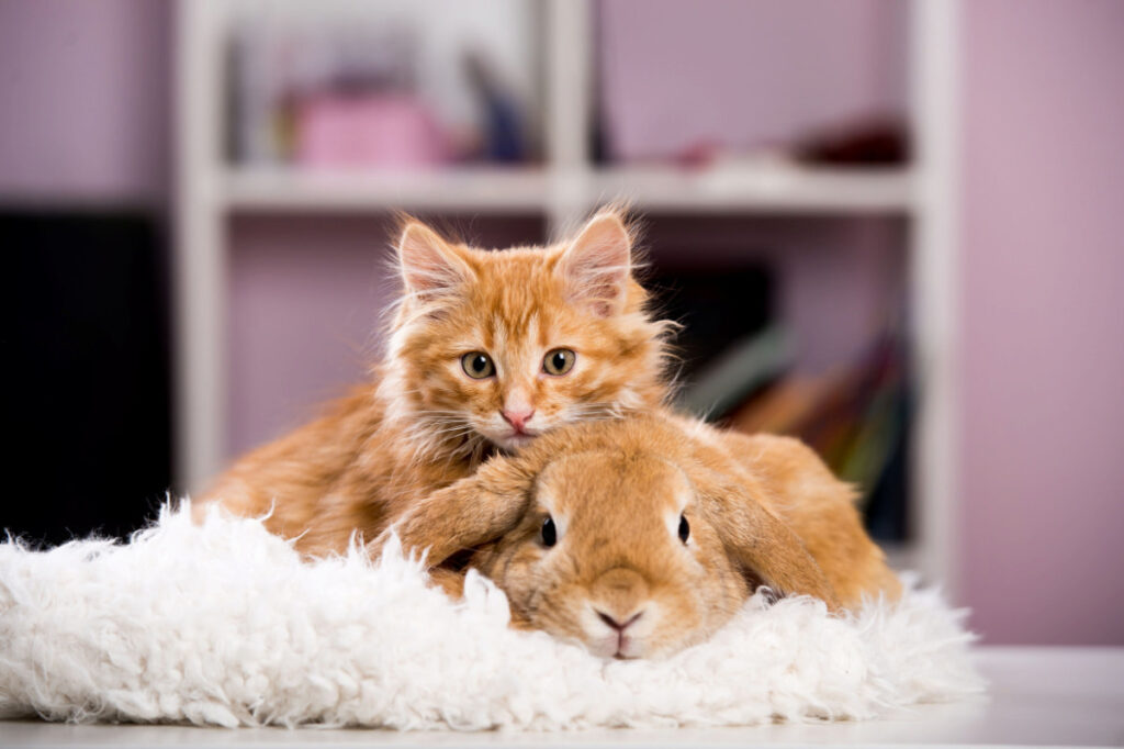 house cat and pet rabbit together on top of a fluffy carpet