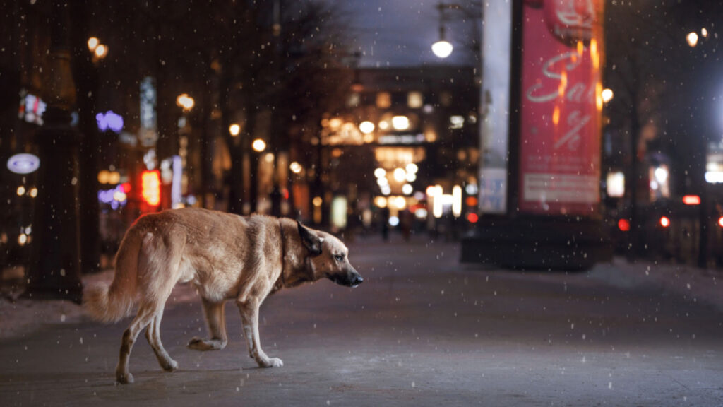 lost dog walking in a city while snowing 