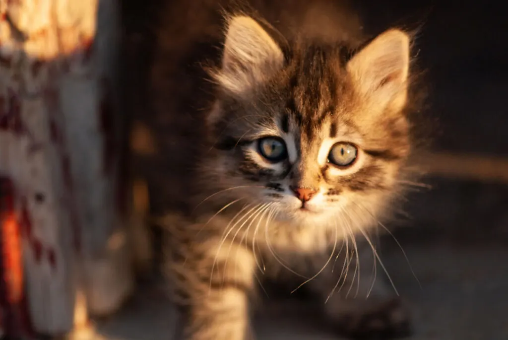 Manx kitten close up looking straight