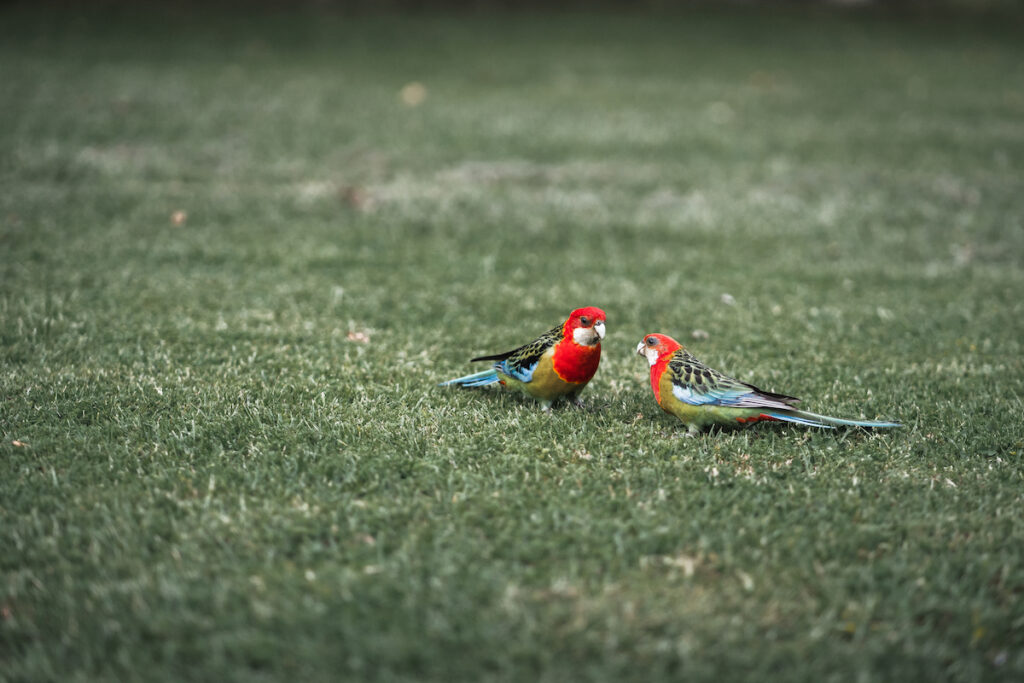 multicolored parakeets staring at each other at the yard