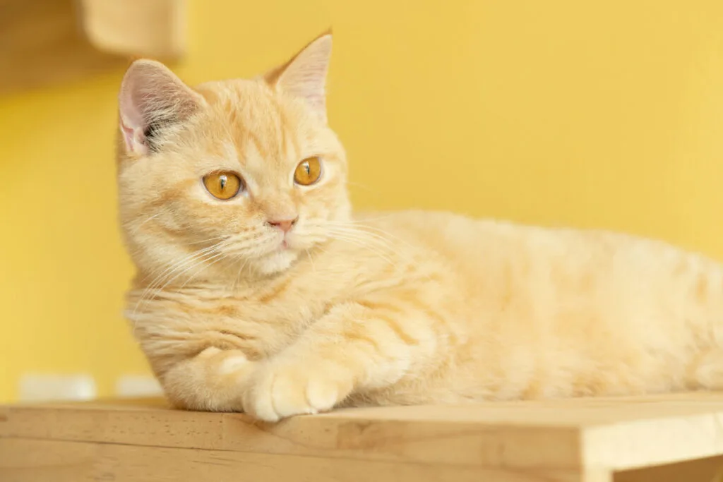 munchkin cat on top of a wooden table yellow background 