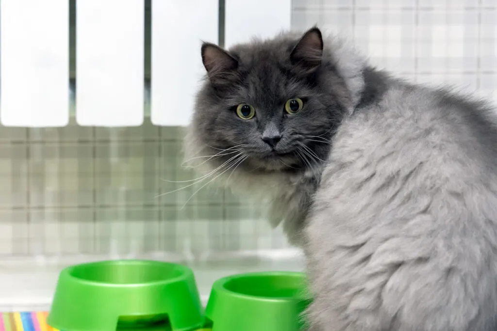 nebelung cat sitting in front of its green feeding dish