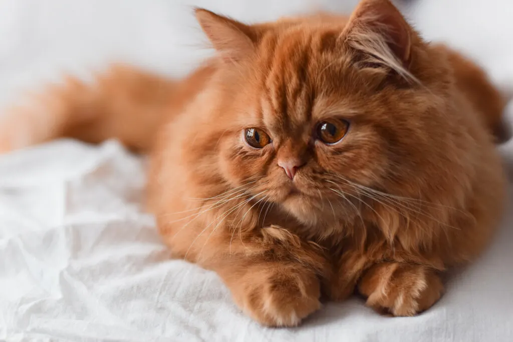 orange Persian cat on top of a white sheet