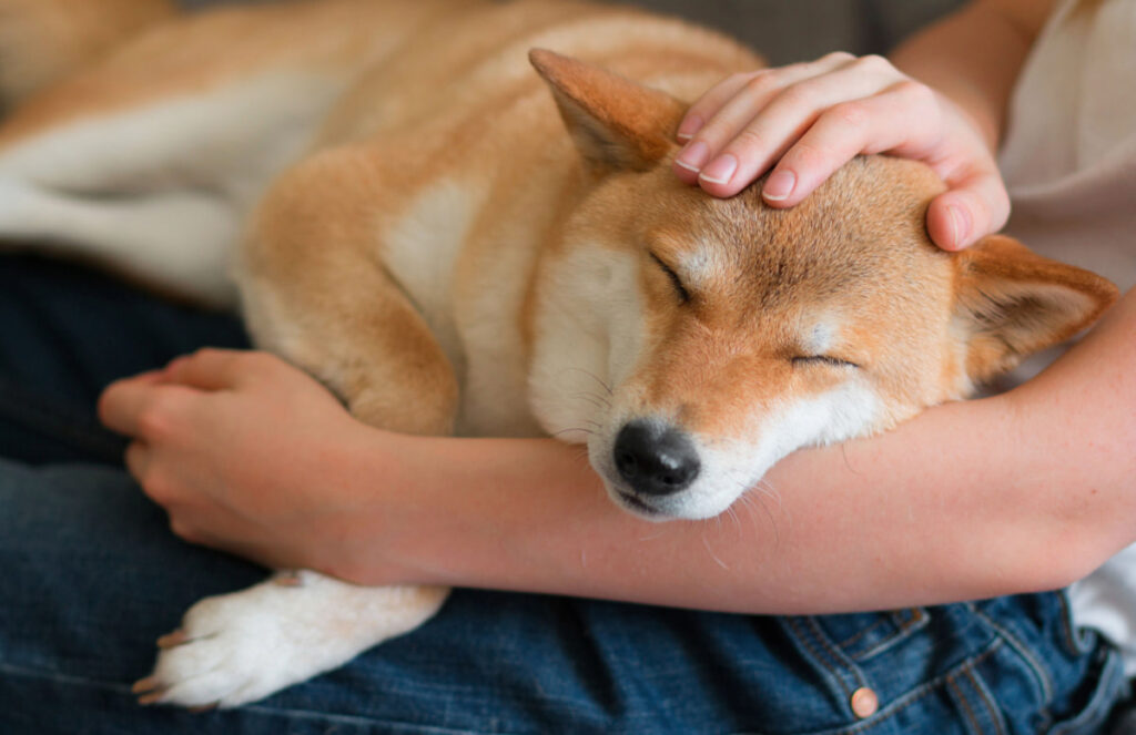 Shiba inu dog sleeping quietly on a girl's lap