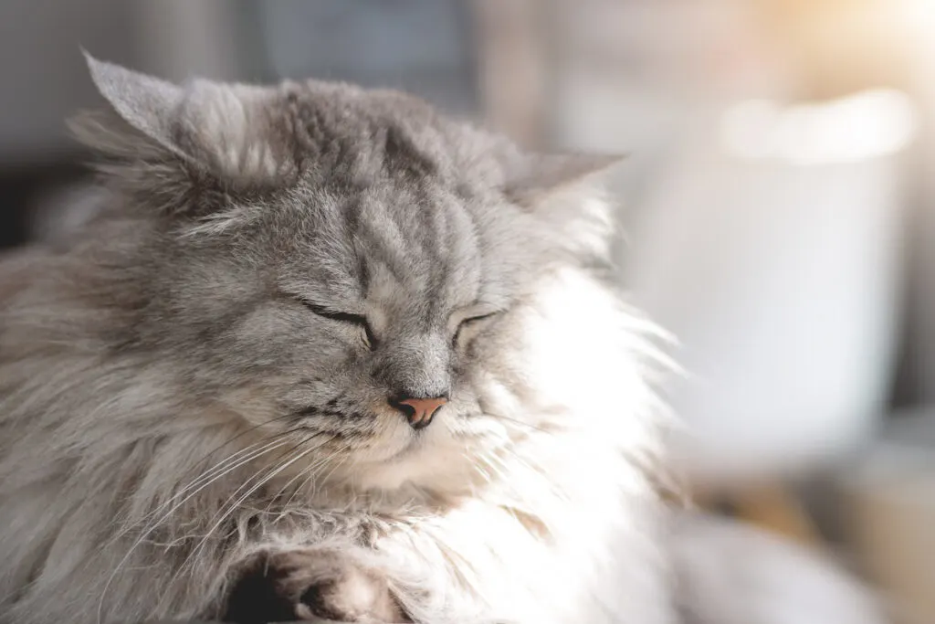 sleeping gray Persian cat on a sunny day 