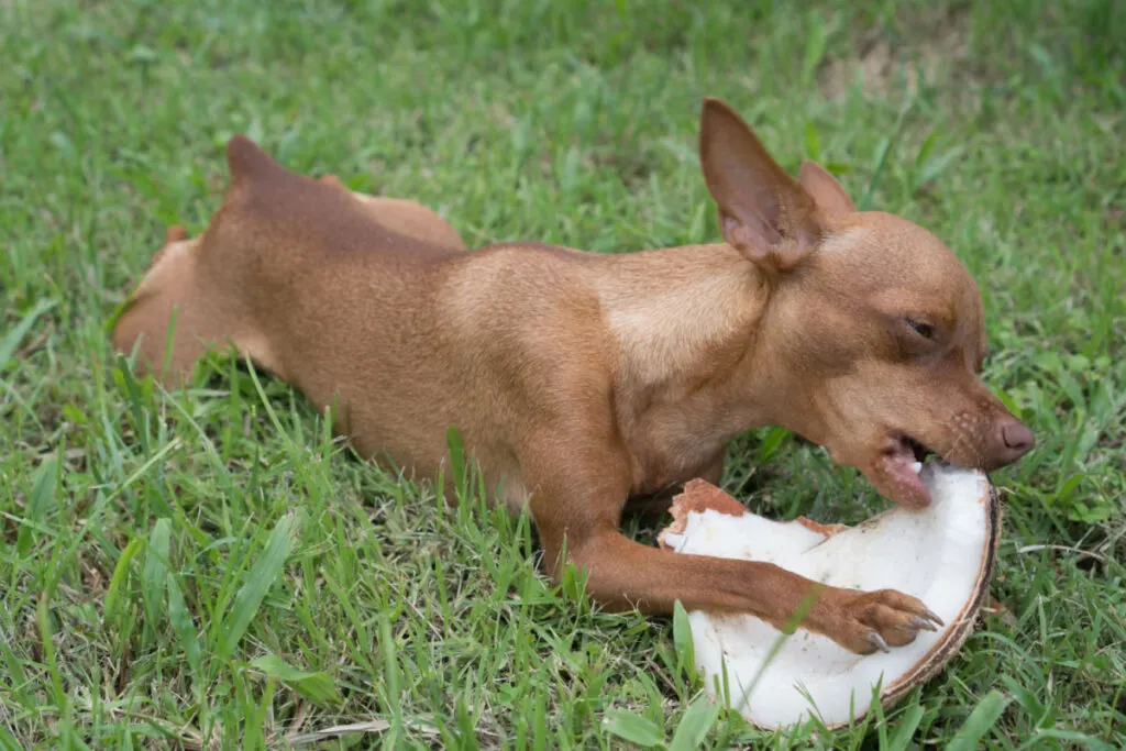 small brown dog eating a coconut on  a grass