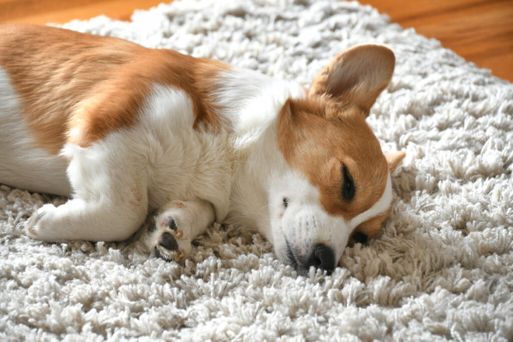 tired corgi dog breed sleeping on a white rug