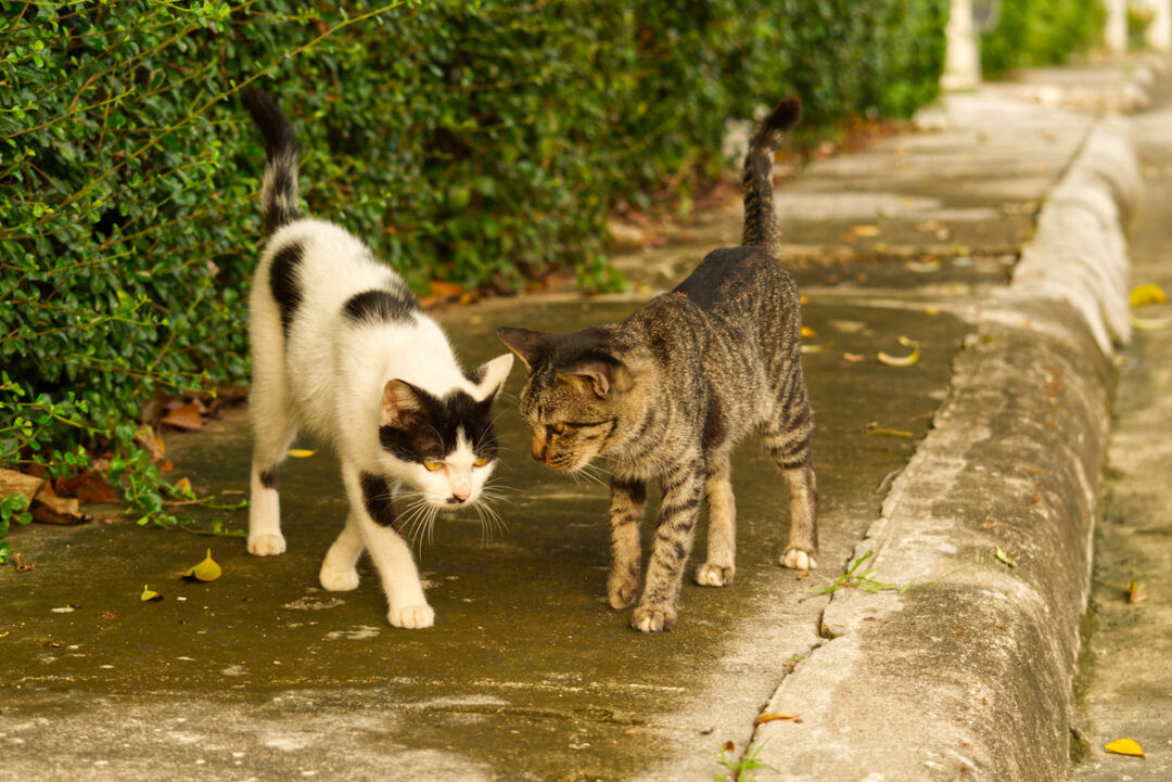Cat Kill Rabbit Do Cats Attack Rabbits? - A Few Good Pets