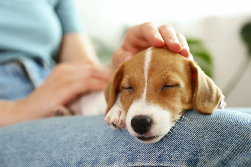 white and brown puppy sleeping on its owner's lap 