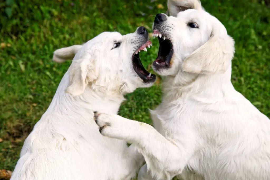 white golden retriever puppies about to bit each other 