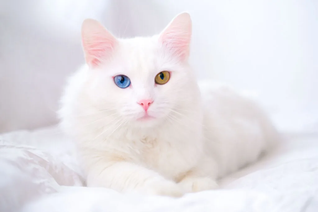 white van cat with blue and yellow eye on a white linen