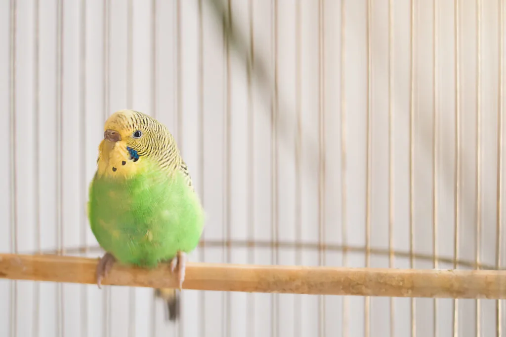 yellow and green color combination parakeet inside the cage