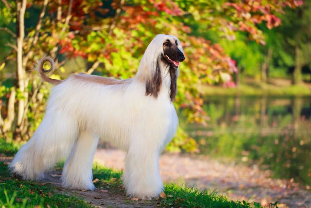 Afghan Hound dog walking in a park