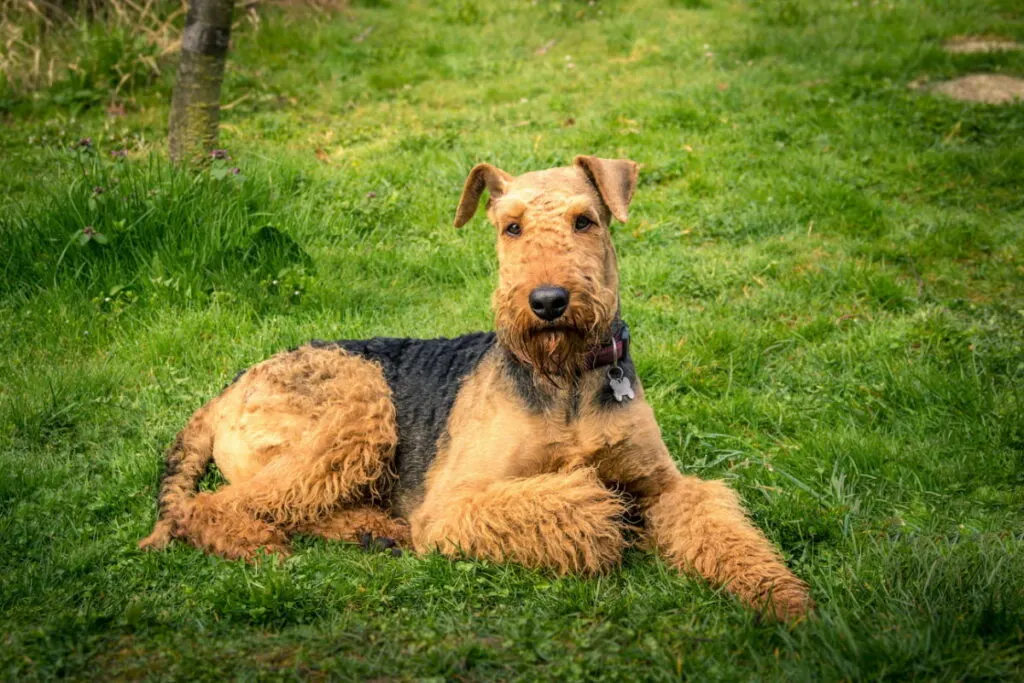 Airedale Terrier dog lying on the grass at the backyard