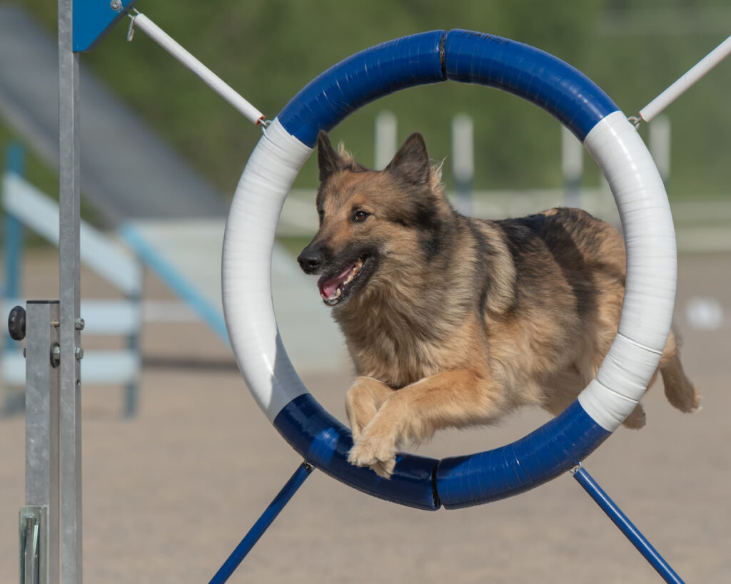 Belgian Tervuren jumping in a circle obstacle