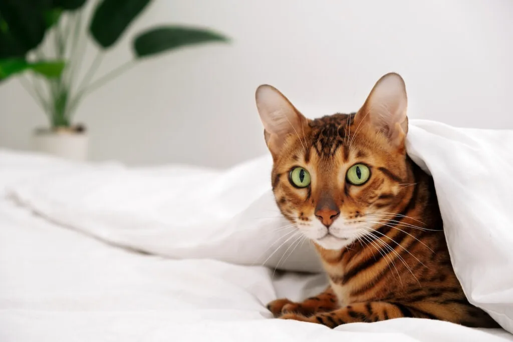 Bengal cat under a white sheet on top of the bed