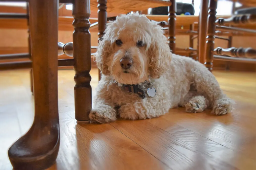 Cockapoo dog under the dining table in the kitchen